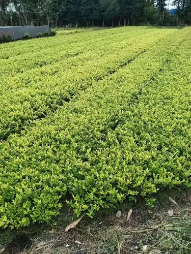 网球拍一打避震器就掉